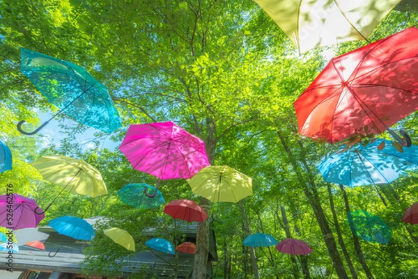 Obraz 木々とパラソル