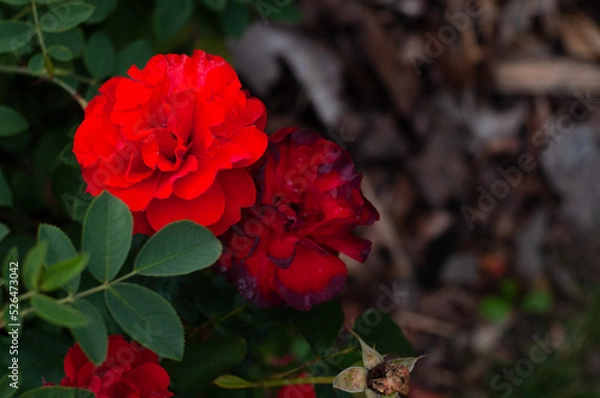 Fototapeta beautiful flower background . screensaver
