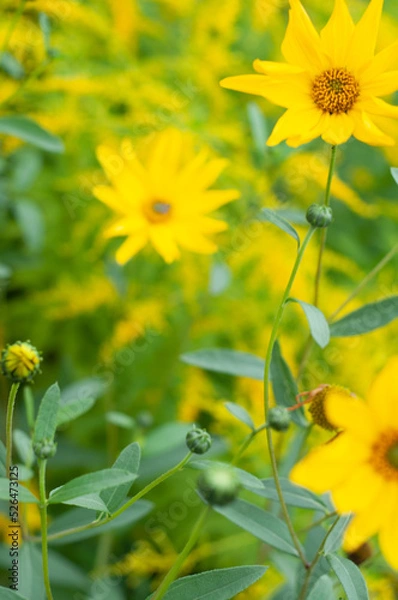 Obraz beautiful flower background . screensaver