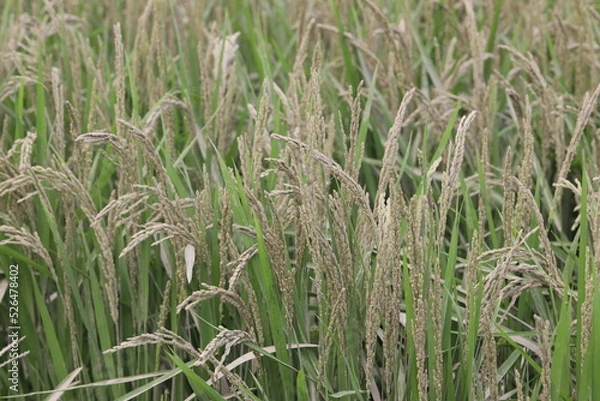 Fototapeta 水害で浸水し，泥が付着した稲穂