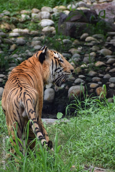Obraz Indian tiger is standing on a grass field