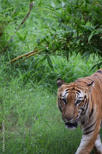 Obraz Indian tiger is standing on a grass field
