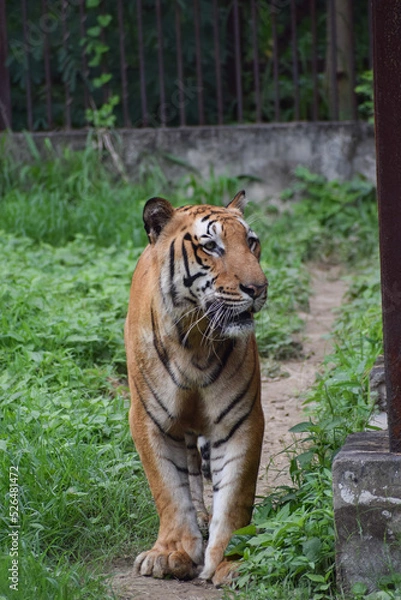 Obraz Indian tiger is standing on a grass field