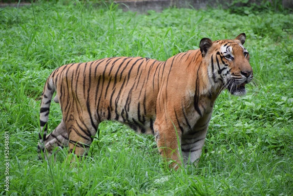 Obraz Indian tiger is standing on a grass field