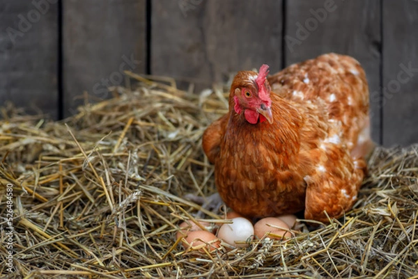 Fototapeta hen hatching eggs in nest of straw inside a wooden chicken coop