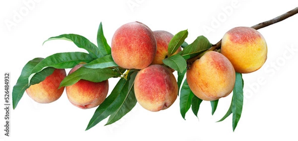 Fototapeta branch with ripe peaches isolated on white