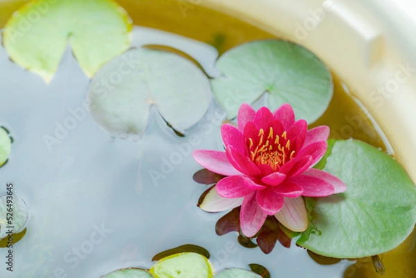 Fototapeta 蓮の花