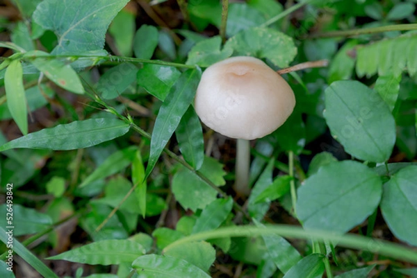 Fototapeta 野生のキノコ