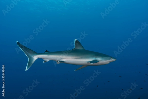 Obraz Silver tip shark (Carcharhinus albimarginatus) in the blue