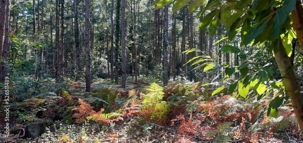 Obraz Pine Forest in Colour