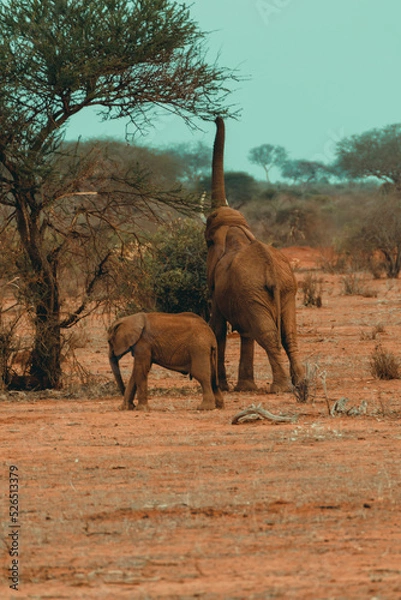 Fototapeta Mother Elephant i jej dziecko jadą lunch w Savannah