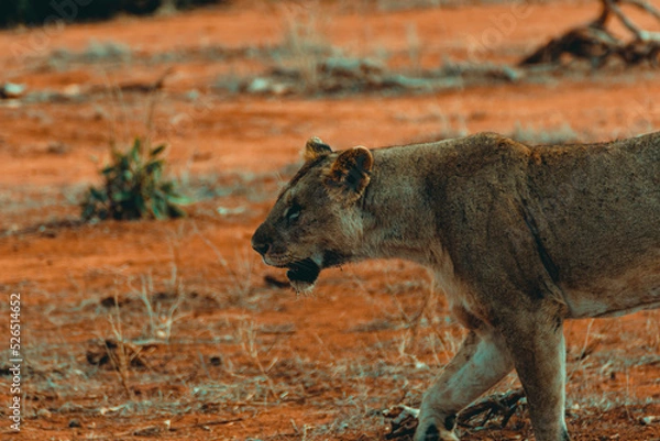 Fototapeta Young lioness hunting at sunset in the middle of the savannah