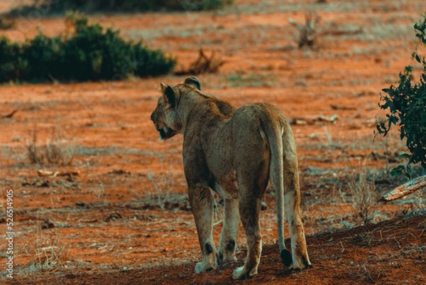 Fototapeta Young lioness hunting at sunset in the middle of the savannah