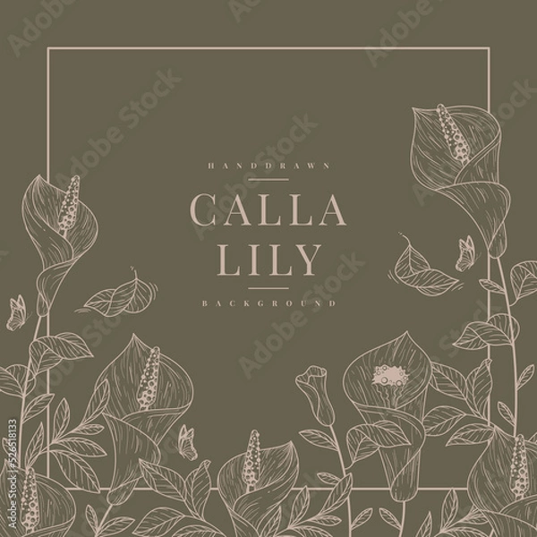 Fototapeta handdrawn calla lily background vector template