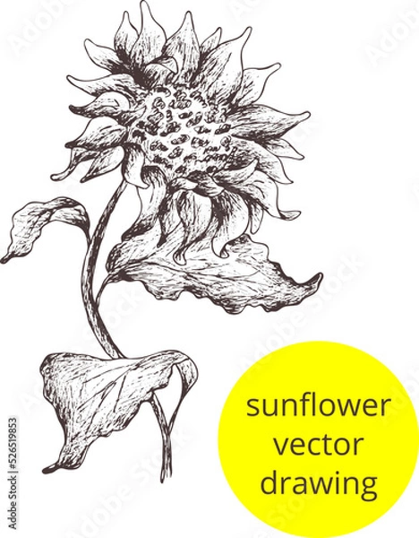 Fototapeta Digital Hand drawn vintage sketch.
Image of sunflower. Outline of the silhouette 
isolated. Eps Vertical template print for label, 
package, box,textile print