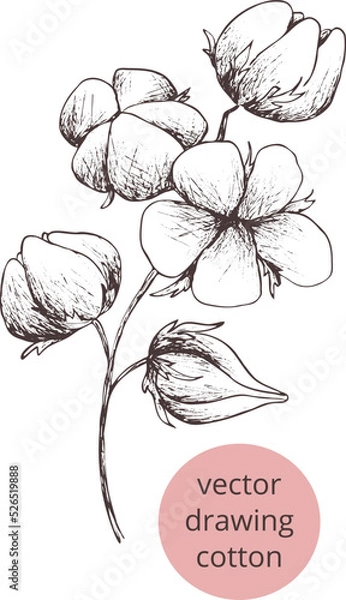 Fototapeta Digital Hand drawn vintage sketch.
Image of cotton. Outline of the silhouette 
isolated. Eps Vertical template print for label, 
package, box,textile print