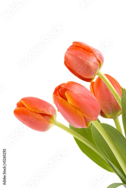 Fototapeta Tulips