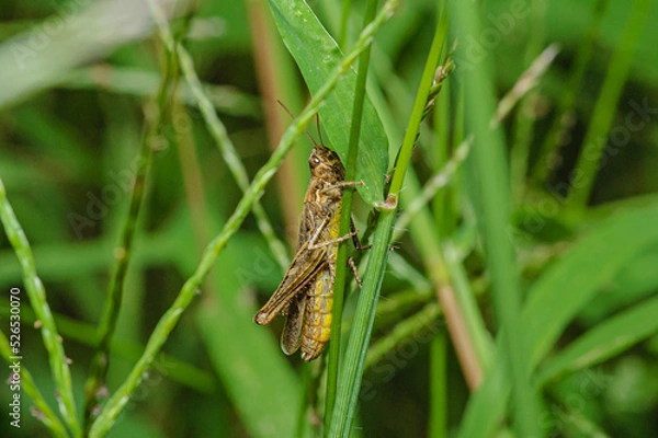 Fototapeta grasshopper