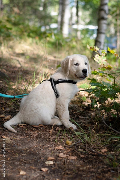 Fototapeta Cute golden retriever puppy sitting on trail while on a walk