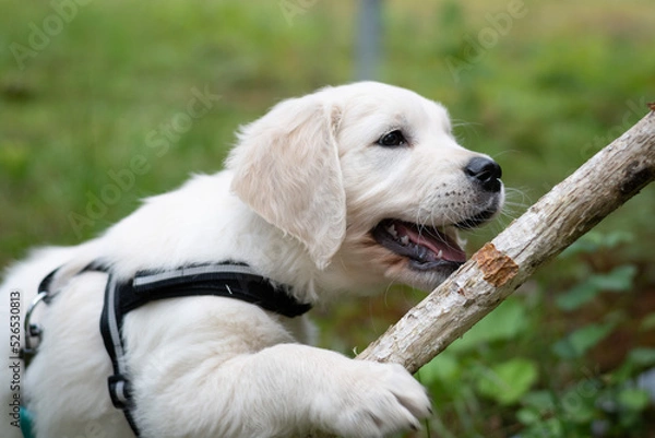 Fototapeta Cute golden retriever puppy playing with a large stick