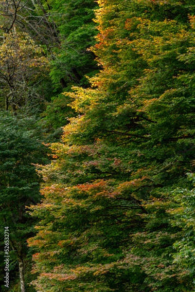 Fototapeta 紅葉の始まり