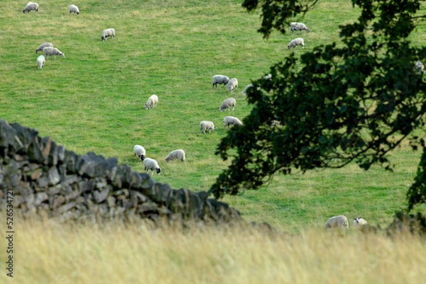 Obraz English Landscape Peak District