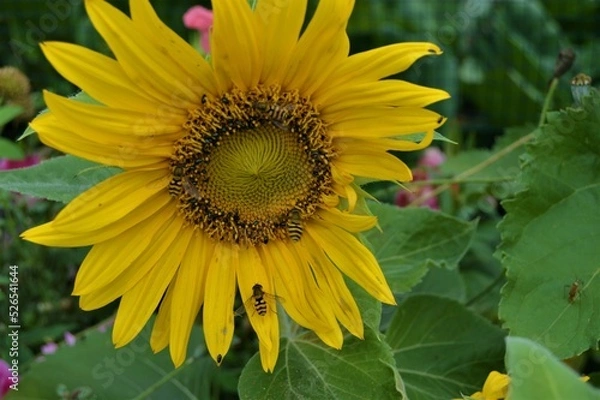 Obraz Insects in a sunflower4