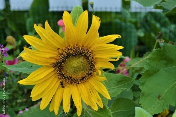 Obraz Insects in a sunflower3