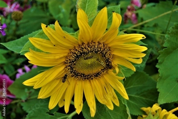 Obraz Insects in a sunflower2