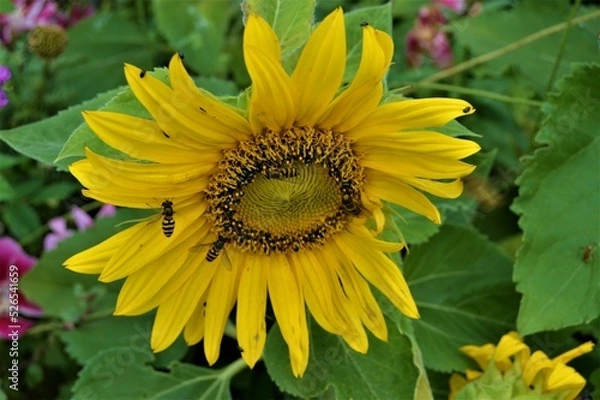 Obraz Insects in a sunflower