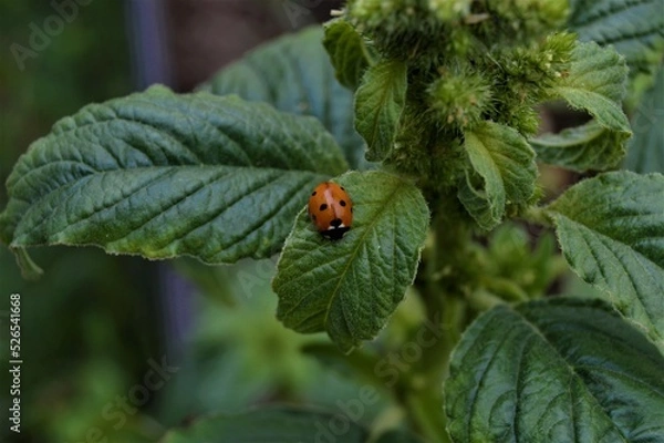 Obraz Ladybug on a spice plant leaf2