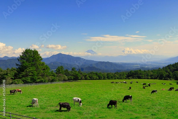 Fototapeta 夏の八ヶ岳／山梨県北杜市