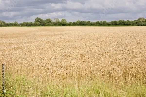 Fototapeta wheat large field in summer