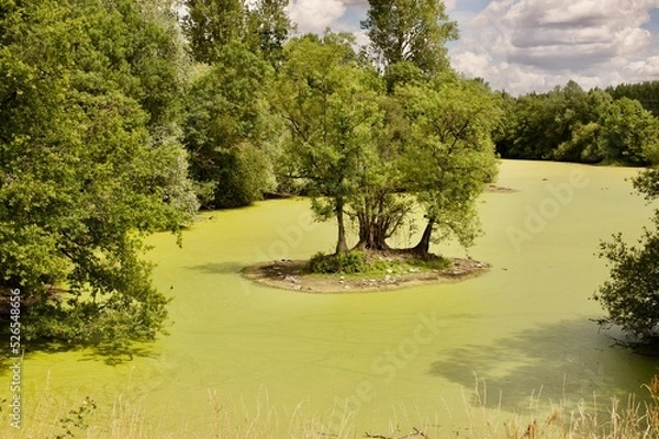 Fototapeta a small pond with green lentils on the surface