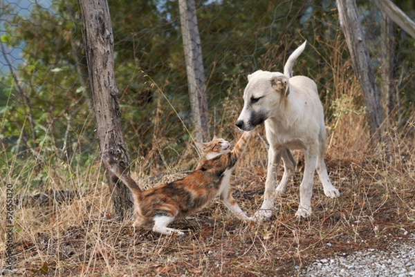 Obraz Cat and dog fighting in the garden