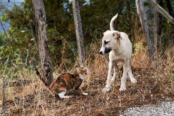 Obraz Cat and dog fighting in the garden