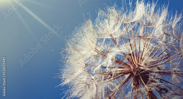 Fototapeta Dandelion fluffy flower on a blue sunset sky, macro photo