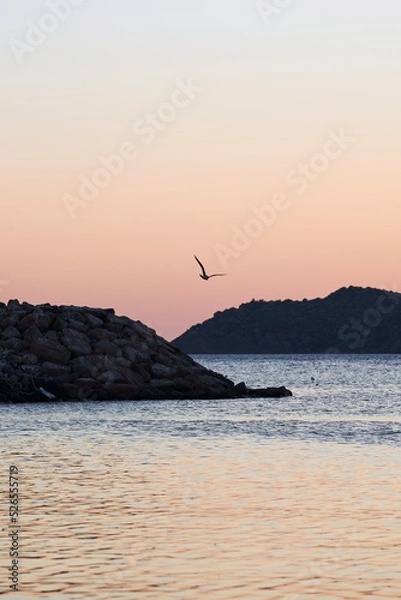 Obraz seagull flying over the sea at sunset
