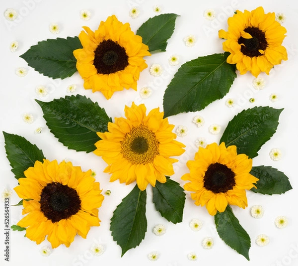 Obraz Fresh sunflower bloom flat lay pattern on white background