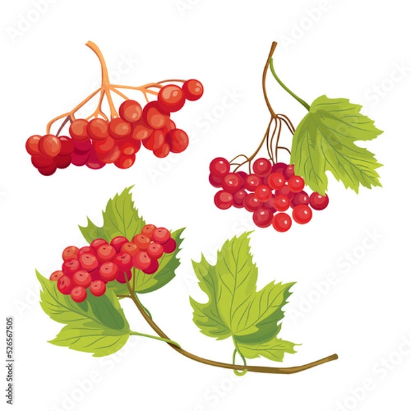 Obraz Vector illustration of viburnum berries set. Red berries and green leaves on tree branches. Hand drawn