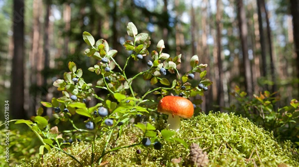 Fototapeta Russula mushroom with a red hat. Sunny day in the woods. Wild berries and mushrooms. Forest landscape.