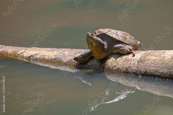 Obraz Snapping Turtle Suns Itself on Log