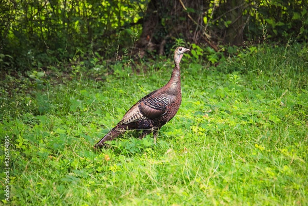 Obraz Wild Turkey Hen Foraging