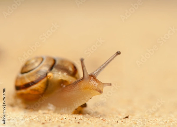 Obraz Snail