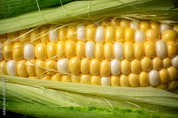 Obraz Grains of ripe corn in an ear, close up