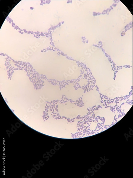 Fototapeta Microbiological fixed preparation of lactic acid bacteria of bacillary form stained with gentian violet