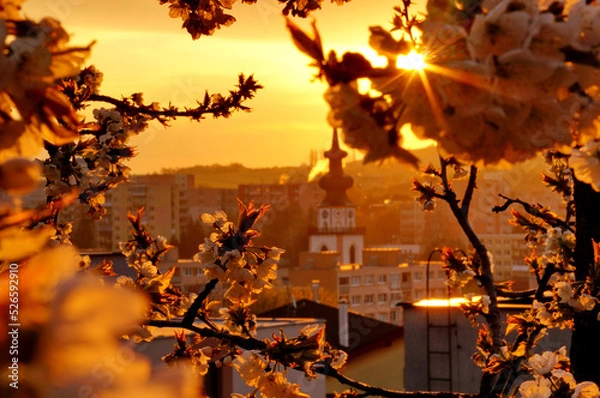 Obraz View of the tower of the church in Myjava, Slovakia, between blossoming tree branches during spring at sunrise
