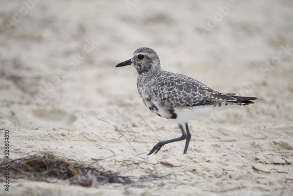Obraz Black-bellied Plover