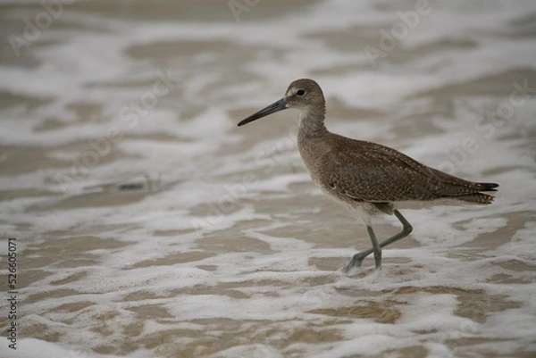 Obraz Willet in the waves