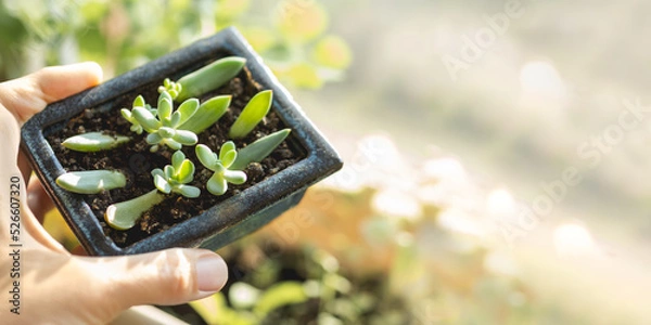 Fototapeta Woman holds flower pot with small succulents. Growing and reproduction new Echeveria plants from leaves. Horizontal banner with copy space.